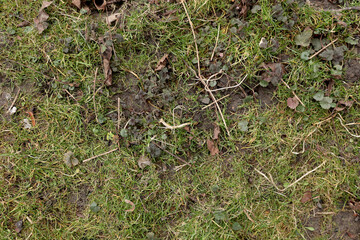 Green background. Grass texture. Spring grass. Greens grow poorly