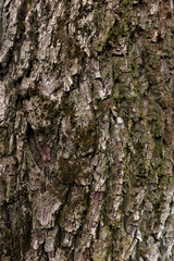 Obraz premium Wood texture. Tree trunk texture. Close-up of walnut bark, tree bark background