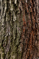 Wood texture. Tree trunk texture. Close-up of walnut bark, tree bark background