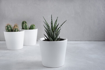 Cacti and succulents in white pots on a light gray background. Growing flowers at home. Home decor with flowers in pots. Cozy interior.