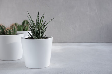 Cacti and succulents in white pots on a light gray background. Growing flowers at home. Home decor with flowers in pots. Cozy interior.