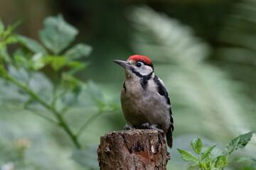 Greater Spotted Woodpecker