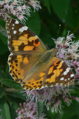 butterfly on flower