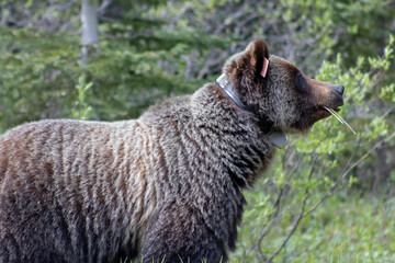 grizzly bear with ear tag and tracking device around neck