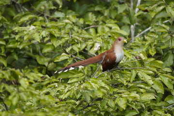 The squirrel cuckoo (Piaya cayana) is a large and active species of cuckoo. Cuculidae family. Floresta amazônica, Brazil.