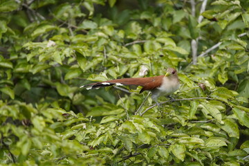 The squirrel cuckoo (Piaya cayana) is a large and active species of cuckoo. Cuculidae family. Floresta amazônica, Brazil.