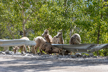 group of female big horn sheep licking salt from side of road around metal guard rail on mountains road