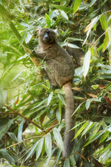 Greater bamboo lemur, Hapalemur simus, one of the world's most critically endangered primates in dense forest of Ranomafana national park, feeds on bamboo leaves. Lemur conservancy in Madagascar.