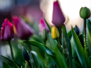 tulipany © dulmen