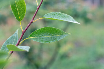 Green pear leaves with raindrops in the garden on a tree