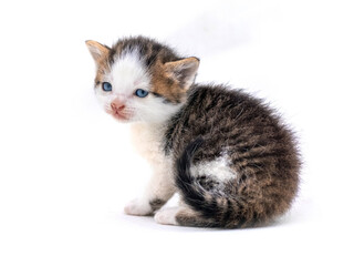 Obraz premium Cute fluffy kitten on white isolated background. Magic cat