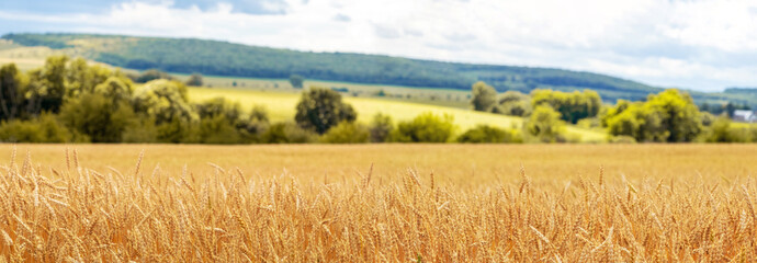 A wheat field with ripening ears of wheat and a forest in the distance. Rural landscape with yellow...