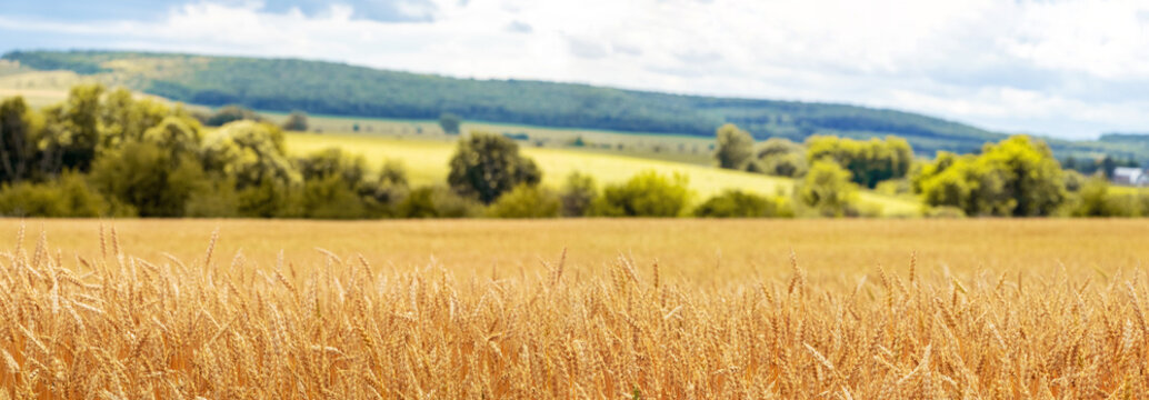 A wheat field with ripening ears of wheat and a forest in the distance. Rural landscape with yellow wheat field
