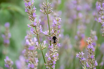Bumblebee gathering nectar on purple lavendel flower, background out of focus