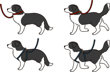 Simple and cute hand drawn Border Collie with leash and harness - obrazy, fototapety, plakaty