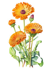 Calendula officinalis flowers over white background. Generative AI illustration in realistic watercolor style - obrazy, fototapety, plakaty