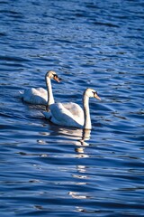 Phenomenal lake scene with animals. Swans swimming in the pond. Photo in shallow depth of field.