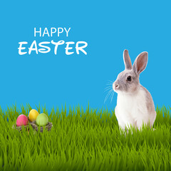 Easter Day. Rabbit, eggs nest, easter eggs and grass with blue background vector illustration.