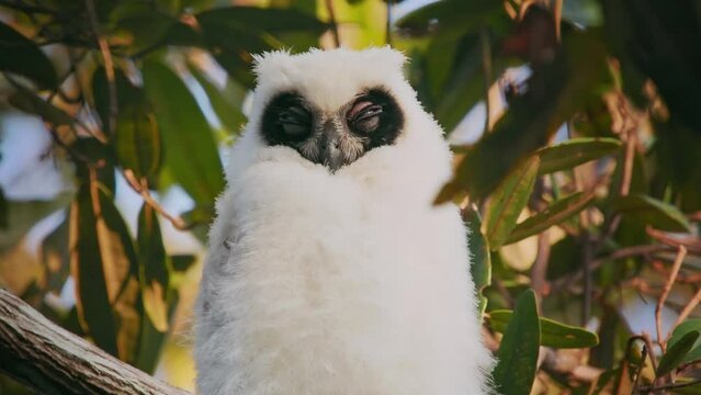 Madagascar Owl - Asio madagascariensis also Madagascan or Madagascar long-eared owl, endemic to the island of Madagascar, white young baby chick on the branch.