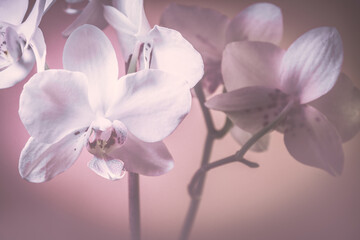 Fototapeta na wymiar Orchidee Orchideenblüten in weiß pink violett
