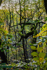 autumn in the forest