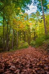 path in autumn forest