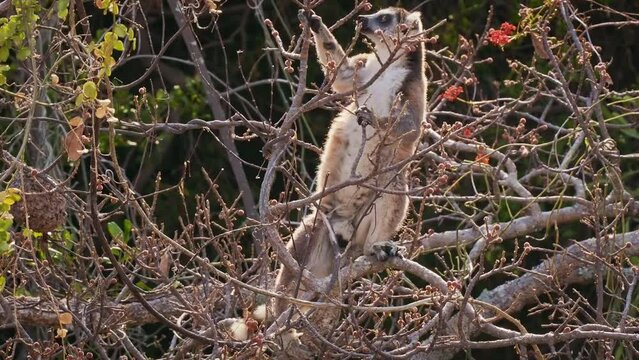 Ring-tailed Lemur - Lemur catta large strepsirrhine primate with long, black and white ringed tail, endemic to Madagascar, known locally in Malagasy as maky or hira. Lemur feeds on the bush.