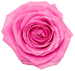 Pink rose flower, bud isolated, close-up