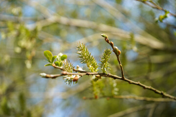 Lush green catkins growing at spring 