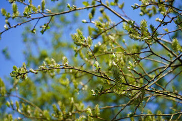 Lush green catkins growing at spring 