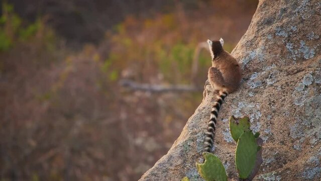 Ring-tailed Lemur - Lemur catta large strepsirrhine primate with long, black and white ringed tail, endemic to Madagascar, known locally in Malagasy as maky or hira. Lemurs with child on the rock.