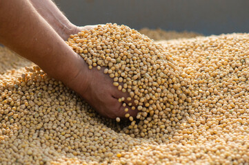 Ripe soya bean seed in hands