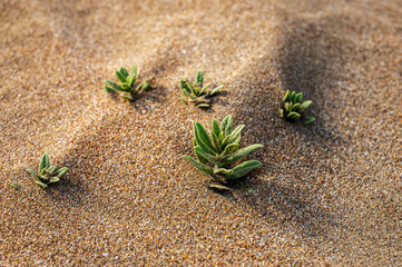 Beach sand with small plants close-up. Sand dunes on a sunny summer day