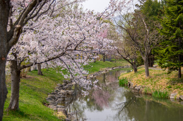 中島公園の桜（北海道札幌市）