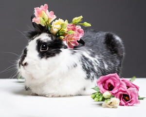 Fluffy black and white rabbit lies on white surface near the bouquet of lisianthuses on its head....
