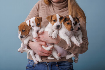 girl holding a lot of jack russell terrier puppies on a blue background © st.kolesnikov