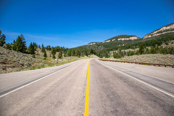 Bighorn National Forrest in Wyoming on highway 16 with Limber Pine (Pinus flexilis) growing in the rocky cliffs