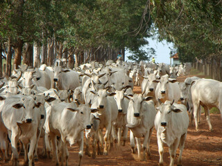 brahman and nelore breed cows