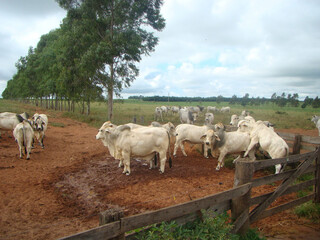 brahman and nelore breed cows