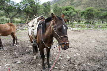 Caballo