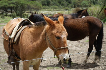 Obraz premium Ciudad de Cusco Peru, Cusco, ruins. hiking, mountaineering, Humantay, mountain, horse
