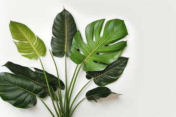 Fototapeta na wymiar Green leaves on white background isolated. Photo generative AI