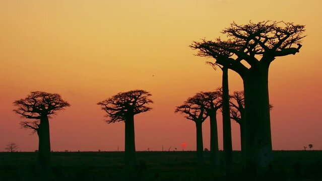 Landscape with the big trees baobabs in Madagascar. Baobab alley during sunset or sunrise, late evening orange sun and baobab silhouettes.