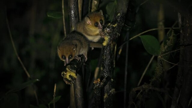 Rufous or Brown Mouse Lemur - Microcebus rufus two - pair small primate of Madagascar also Eastern rufous or Red or Russet mouse lemur, rainforests in Eastern Madagascar, nocturnal creature.