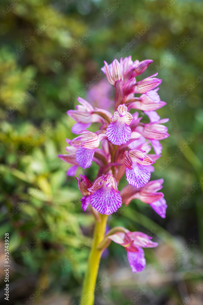 Wall mural Anacamptis gennarii - hybrid between Anacamptis morio and Anacamptis papilionacea. Wild plant shot in spring.