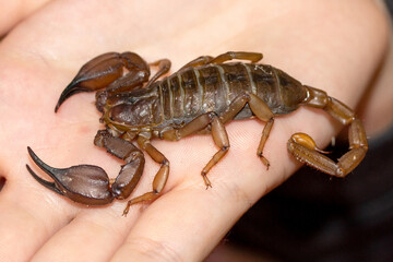 Australian Flinders Ranger's Scorpion resting on person's hand