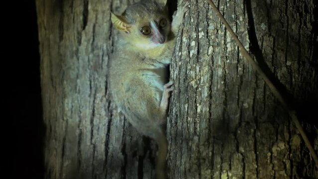 Grey Mouse Lemur - Microcebus murinus also Gray or Lesser mouse lemur, night lemur on the tree, dark black Kirindy Forest, endemic animal in Madagascar, small mammal with big eyes on the tree trunk.