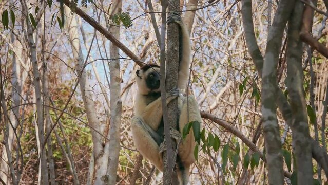 Verreauxs Sifaka - Propithecus verreauxi or White sifaka, primate in the Indriidae, lives from rainforest to dry deciduous forests of western Madagascar, white with brown on sides, top of head, arms.