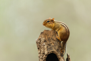 Chipmunk Perched on stump