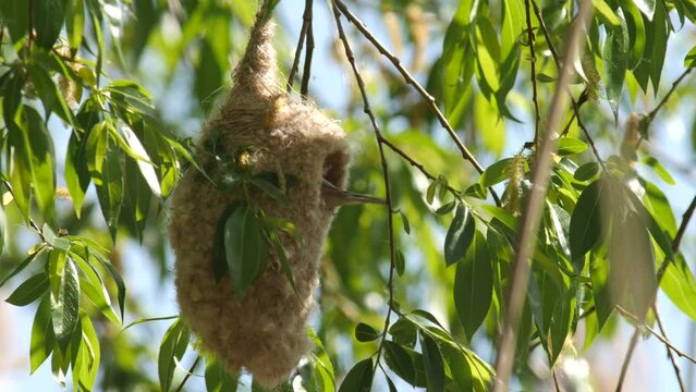 Eurasian penduline tit or European penduline tit (Remiz pendulinus) building nest